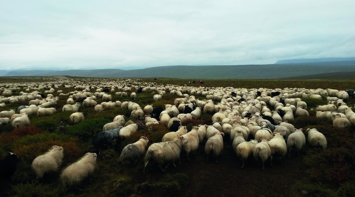 Sheep Roundup Auðkúlurétt