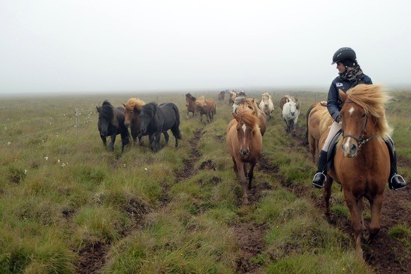 Leading the herd