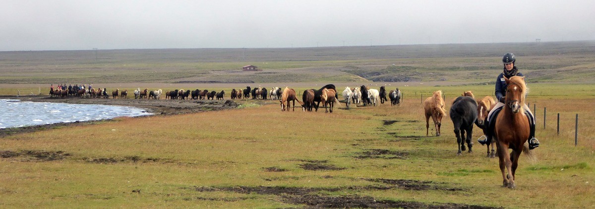 Leading the herd