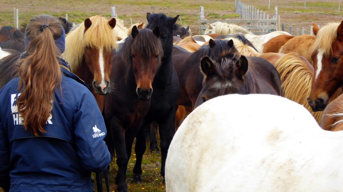 Choosing a riding horse