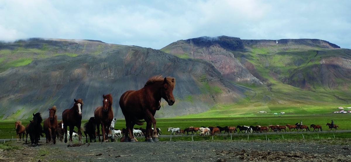 Driving the herd