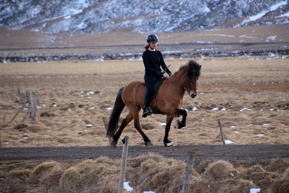 Tölt Training