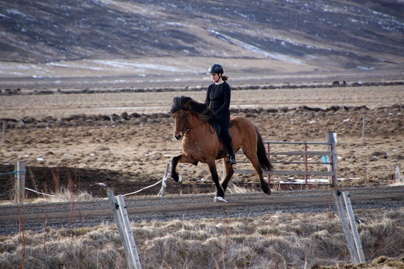 Tölt Training