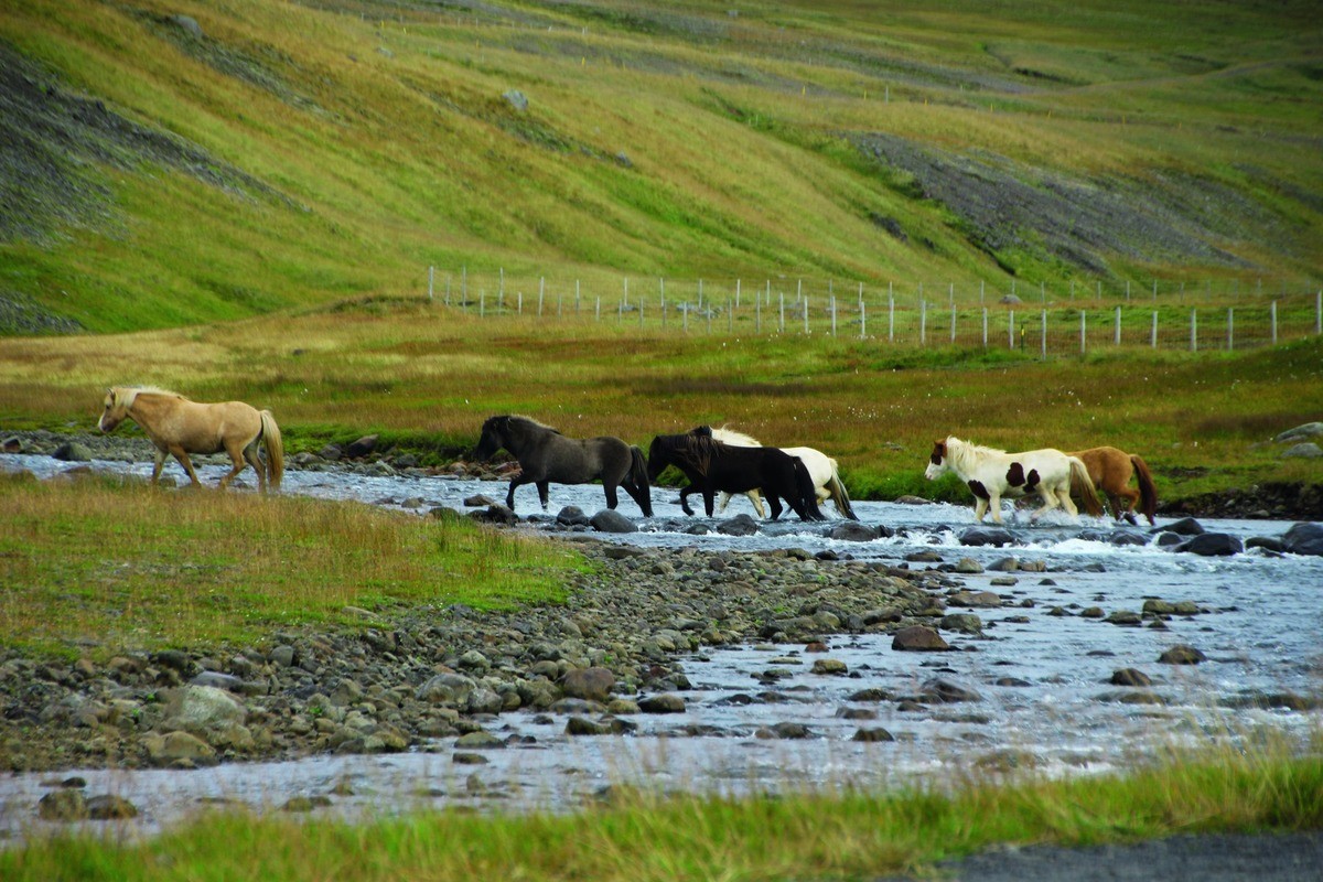 Horses heading home