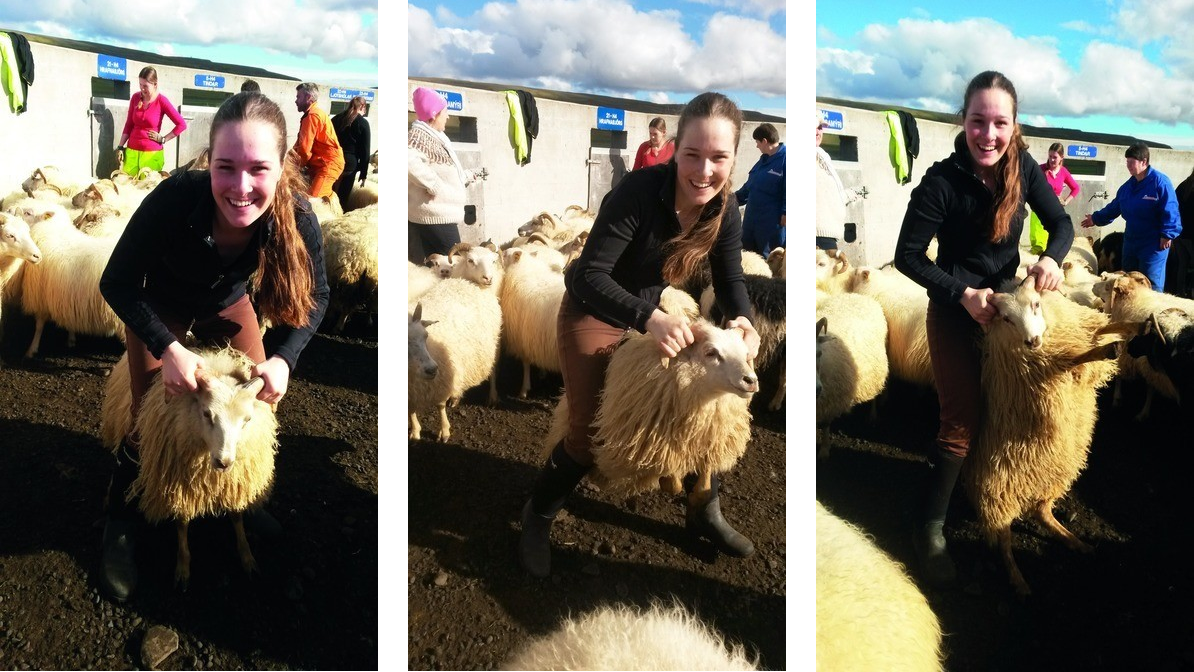 Sorting sheep